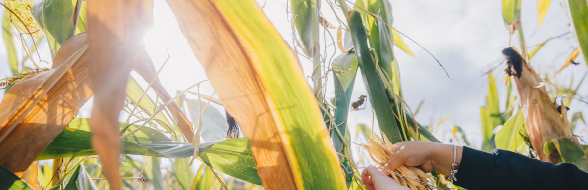 Pour une agriculture durable en Haute-Garonne | Haute-Garonne