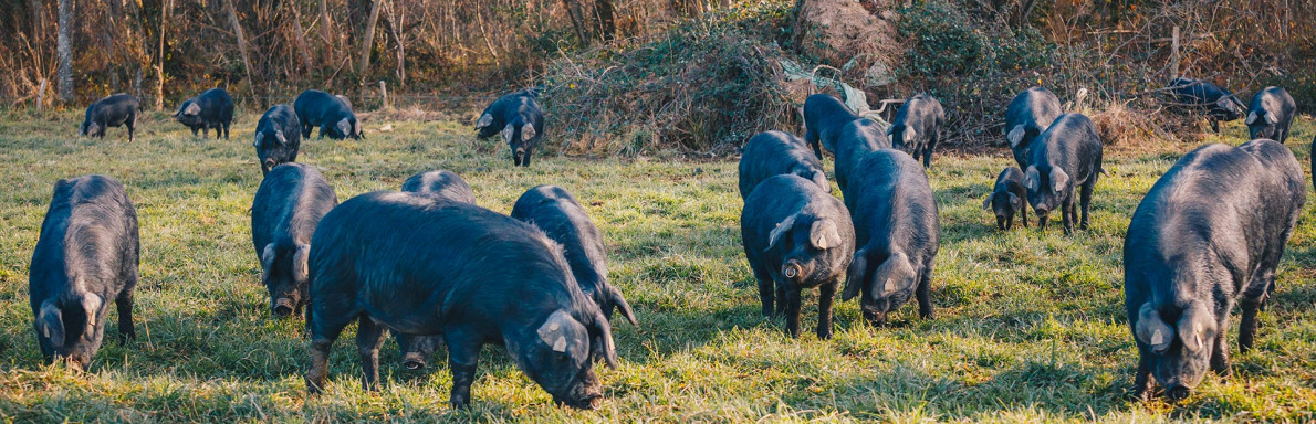 Porc noir de Bigorre