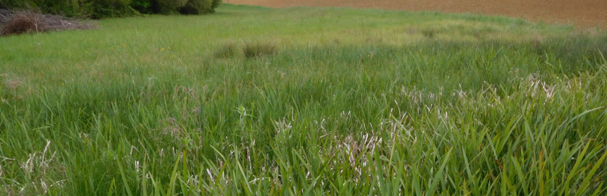 communauté à rubanier rameux