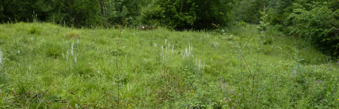 prairie calcaire à molinie et lysimaque éphémère