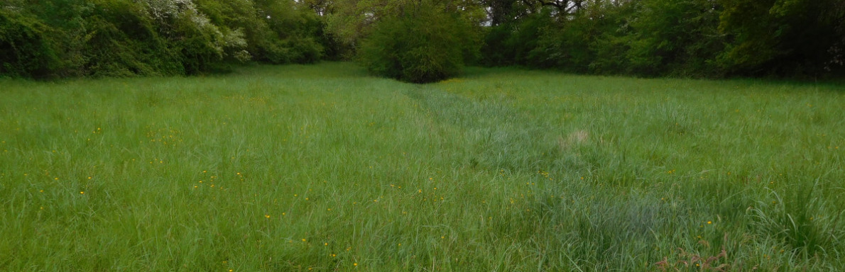 prairie mésohygrophile à jacinthe de Rome 