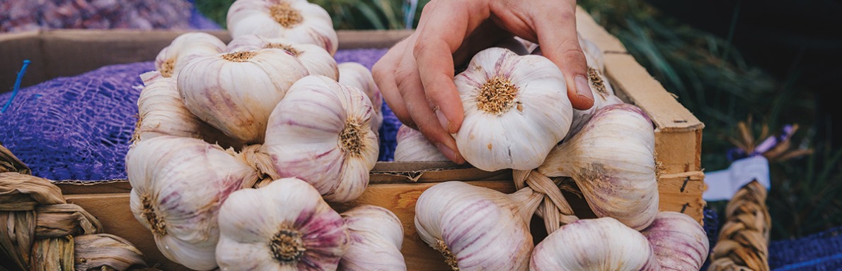 L'ail violet de Cadours est le premier AOP en France.