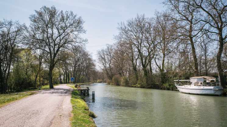 Platanes à Castanet Tolosan; le long du canal du midi